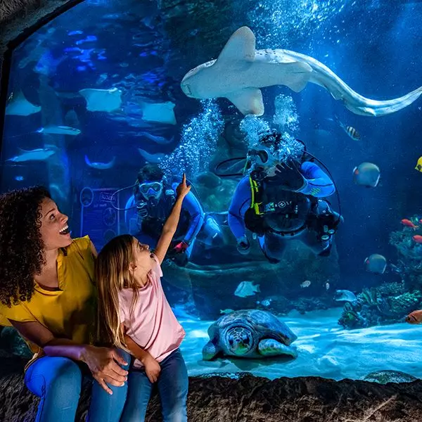 Combo Merlin Orlando SEA Life + Orlando Eye + Madame Tussauds