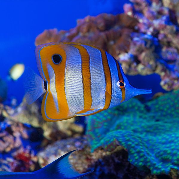 Un pesce in un acquario.