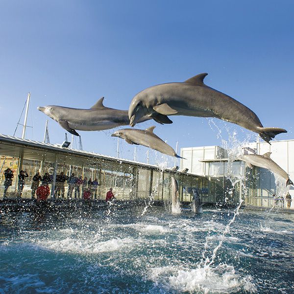 Un delfino in un acquario.