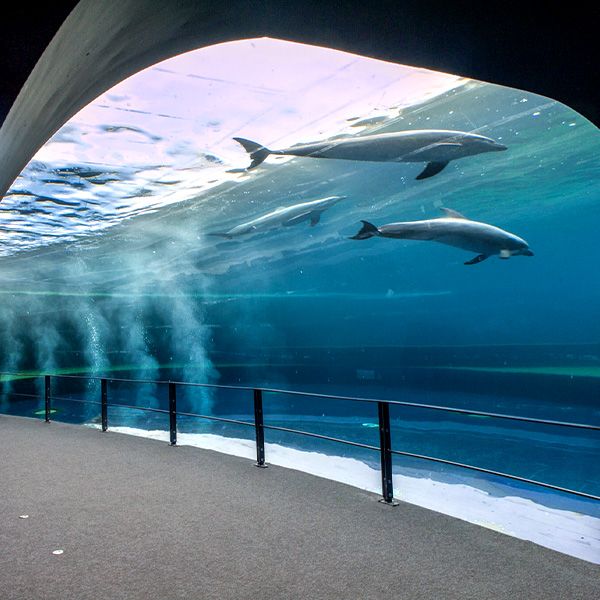 Un delfino in un acquario.