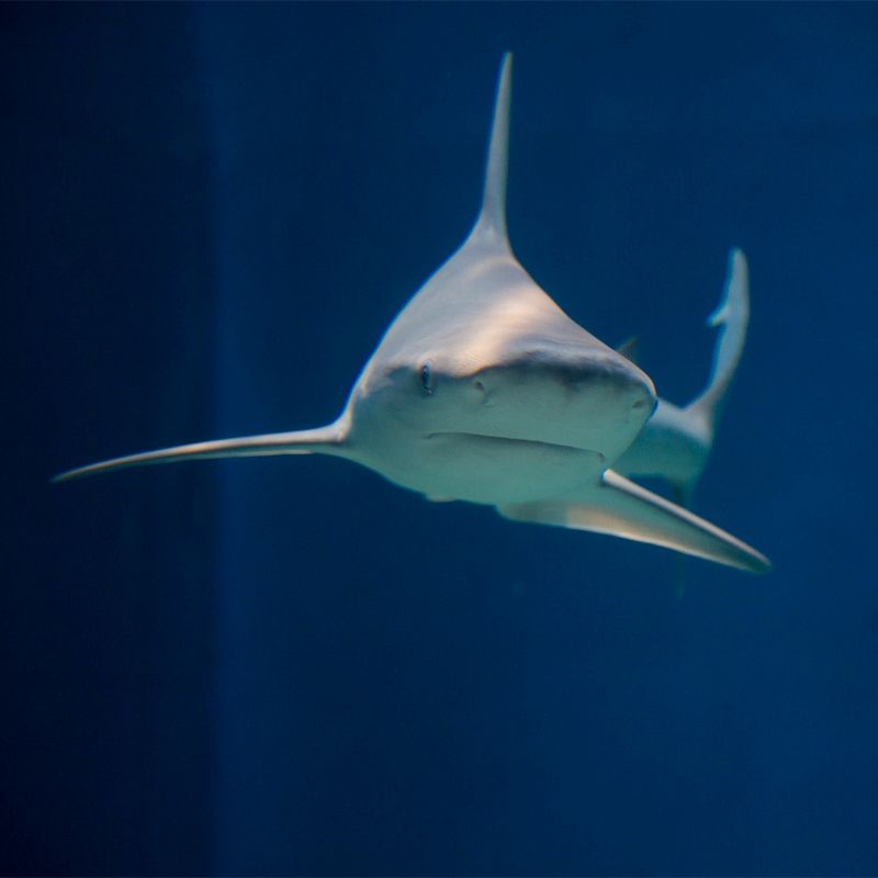 Uno squalo in un acquario.