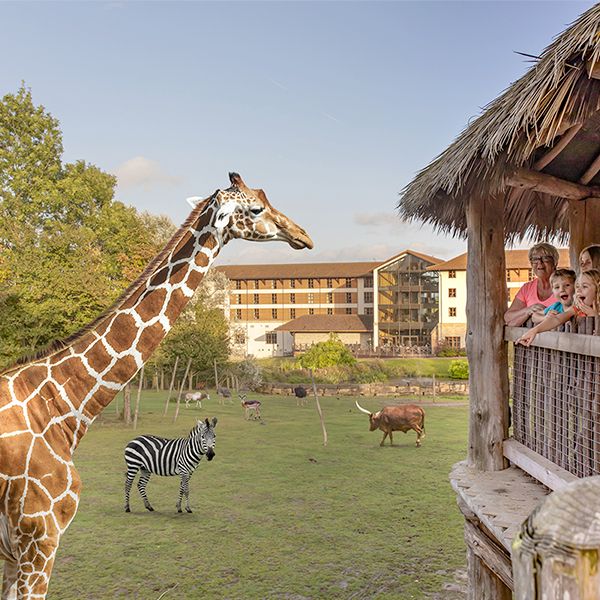 A giraffe at the Chessington World park.