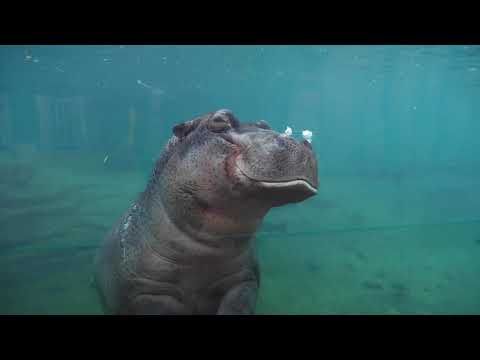 ZooParc de Beauval - Journée en duo