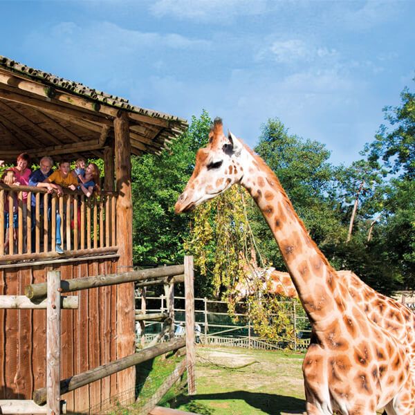 Une famille qui observe une giraffe au Bellewaerde.
