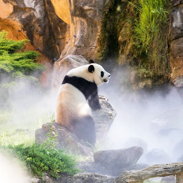 Zoo Beauval Panda.