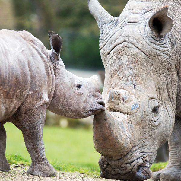 ZooParc de Beauval rhinocéros.