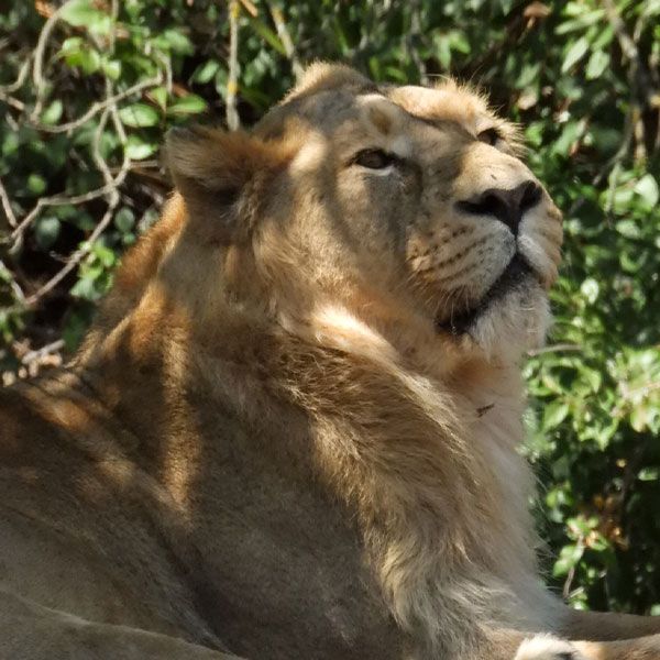 Una leona en el Zoo Aquarium de Madrid.