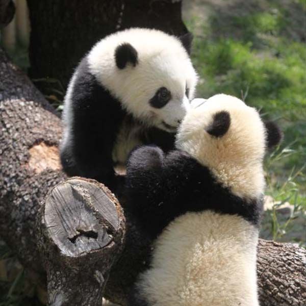 Un panda en el Zoo Aquarium de Madrid.